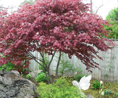 5 Best Ornamental Trees for Ontario | Dutchman's Landscaping