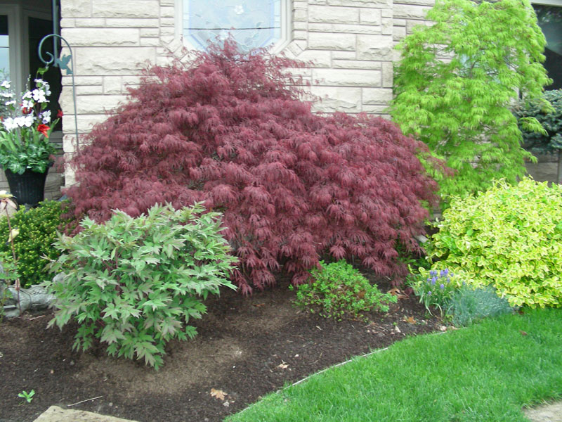 front yard landscaping, trees, shrubs