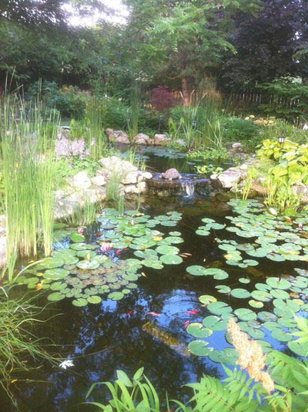 Natural Pond with lillies