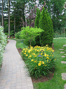 trees and shrubs landscaping